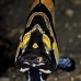 cardinalfish_banggai_kbrtk2_v_0393_sul7437.jpg